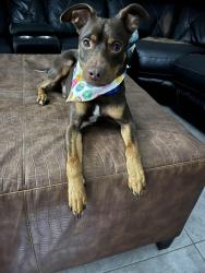 Lost Male Dog last seen e ln , Houston, TX 77072