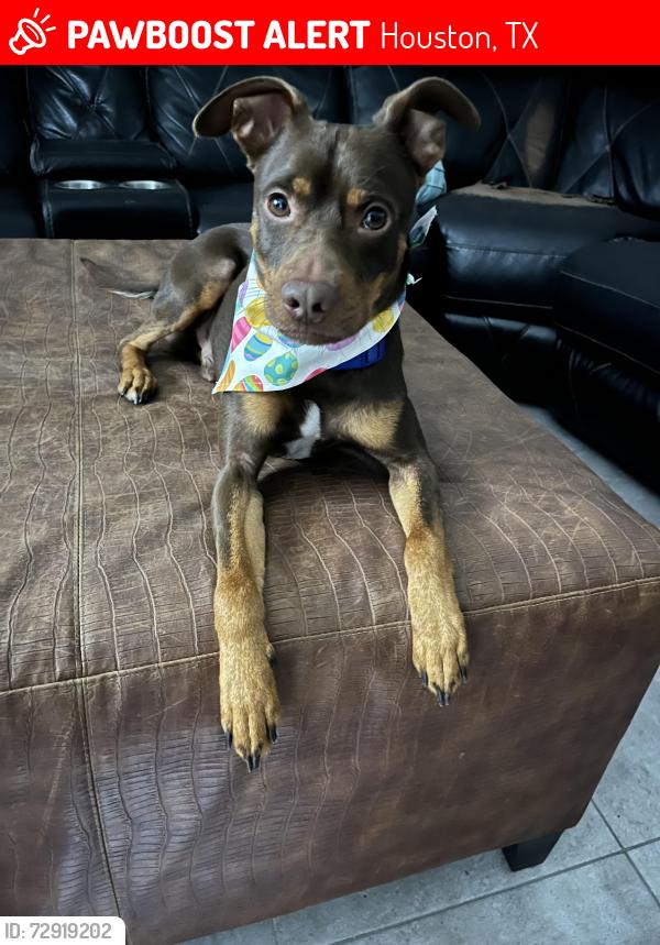 Lost Male Dog last seen e ln , Houston, TX 77072