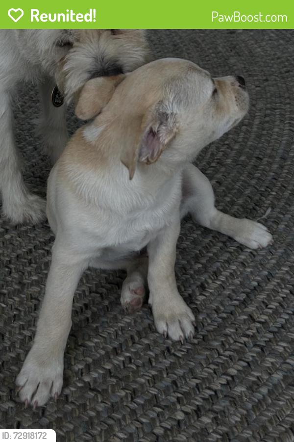 Reunited Male Dog last seen McDermitt Rd, Memphis, TN 38120, USA, Memphis, TN 38120