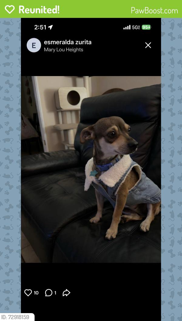 Reunited Female Dog last seen McDermitt Rd, Memphis, TN 38120, USA, Memphis, TN 38120