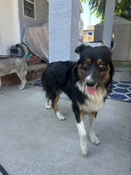Found/Stray Male Dog last seen Van Nuys near Blucher and Lemay. If yours please reach out! No collar or tags. , Los Angeles, CA 91405