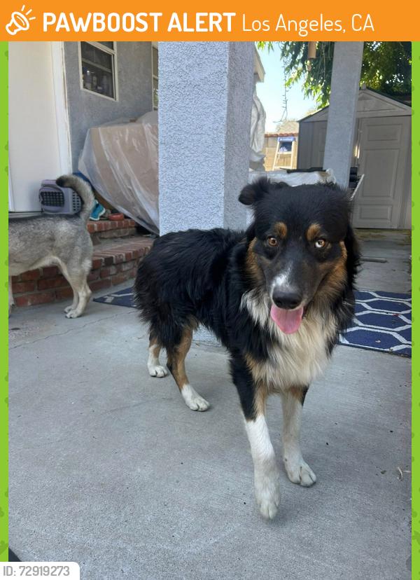 Found/Stray Male Dog last seen Van Nuys near Blucher and Lemay. If yours please reach out! No collar or tags. , Los Angeles, CA 91405