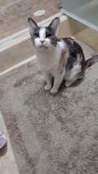 Found/Stray Female Cat last seen 35th Ave & Cactus Rd Phoenix,Az, Phoenix, AZ 85029