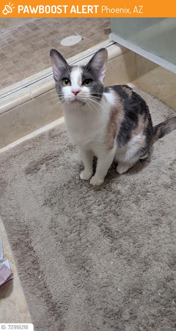 Found/Stray Female Cat last seen 35th Ave & Cactus Rd Phoenix,Az, Phoenix, AZ 85029