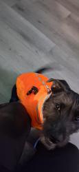 Reunited Female Dog last seen Las Vegas Nevada , Las Vegas, NV 89124