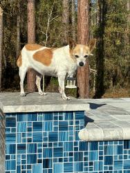 Reunited Female Dog last seen At home by pool at pine ridge blvd, Beverly Hills, FL 34465
