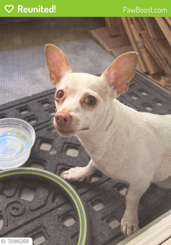 Reunited Female Dog last seen East Lincoln av, Anaheim, CA 92806