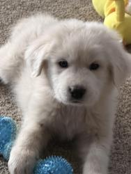 Lost Male Dog last seen Cottonwood and Wells Fargo st. Hesperia 92345, Hesperia, CA 92345