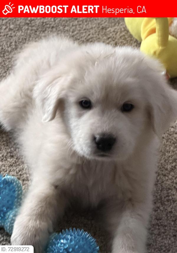 Lost Male Dog last seen Cottonwood and Wells Fargo st. Hesperia 92345, Hesperia, CA 92345