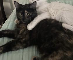 Lost Female Cat last seen Melrose court and Benton , Iowa City, IA 52246