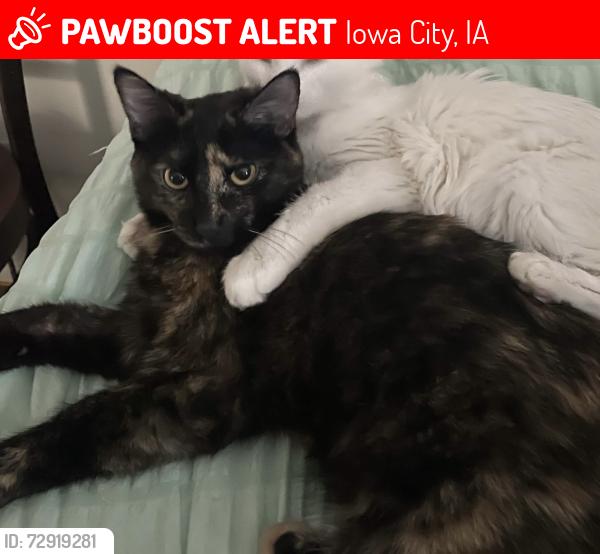 Lost Female Cat last seen Melrose court and Benton , Iowa City, IA 52246