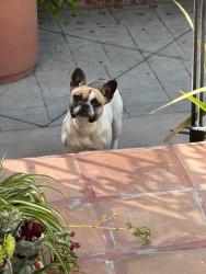 Reunited Female Dog last seen Near Mercedes Ave, Arleta, CA 91331, USA, Los Angeles, CA 91331