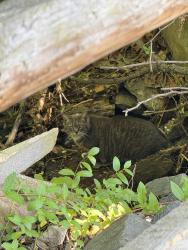 Found/Stray Unknown Cat last seen Seen at the Pyramid Way neighborhood park off the path, next to the wooden fence, rocks, and the storm drain , Columbia, MD 21044