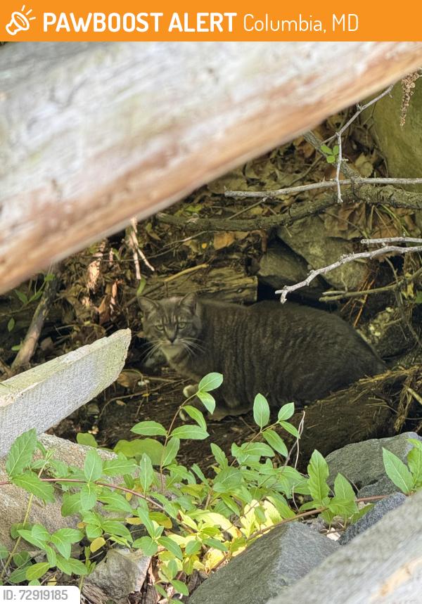 Found/Stray Unknown Cat last seen Seen at the Pyramid Way neighborhood park off the path, next to the wooden fence, rocks, and the storm drain , Columbia, MD 21044