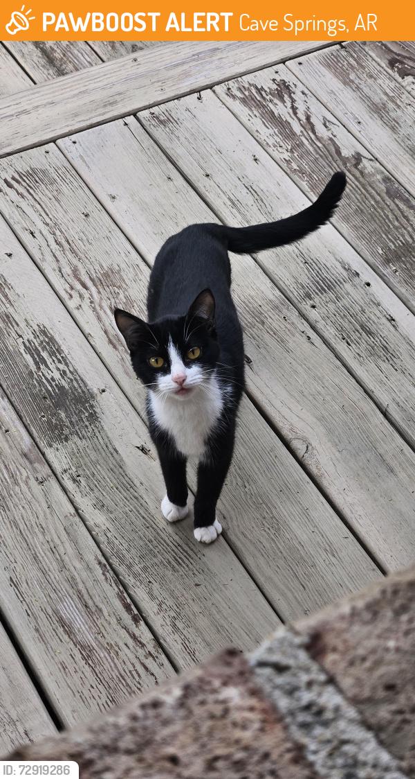 Found/Stray Unknown Cat last seen Rainbow and shores , Cave Springs, AR 72718