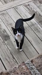 Found/Stray Unknown Cat last seen Rainbow and shores , Cave Springs, AR 72718