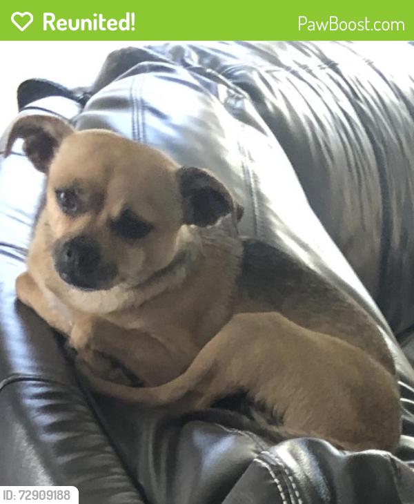 Reunited Female Dog last seen Happy Valley Rd, Phoenix, AZ 85083