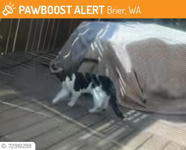 Found/Stray Unknown Cat last seen Journey school Lynwood , Brier, WA 98036