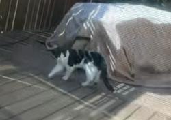 Found/Stray Unknown Cat last seen Journey school Lynwood , Brier, WA 98036