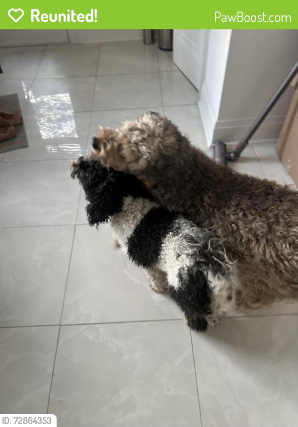 Reunited Male Dog last seen Near Lytton blvd, Toronto, ON M4R 1L4