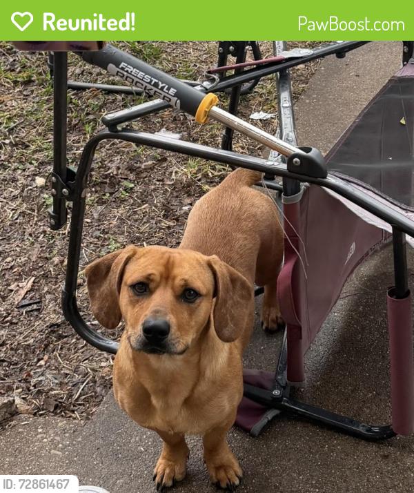 Reunited Male Dog last seen Walmart on briarcrest , Bryan, TX 77802