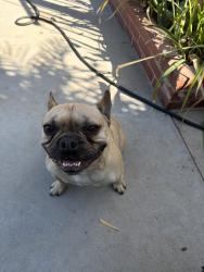 Reunited Male Dog last seen Near Mercedes Ave, Arleta, CA 91331, USA, Los Angeles, CA 91331