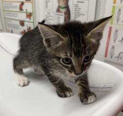 Shelter Stray Male Cat last seen W 9th Ave & S Maple St, Escondido, CA, 92025, USA, Escondido, CA, 92025, Escondido, CA 92027