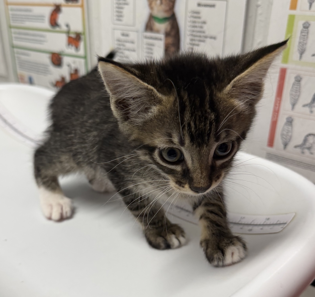 Shelter Stray Male Cat last seen W 9th Ave & S Maple St, Escondido, CA, 92025, USA, Escondido, CA, 92025, Escondido, CA 92027