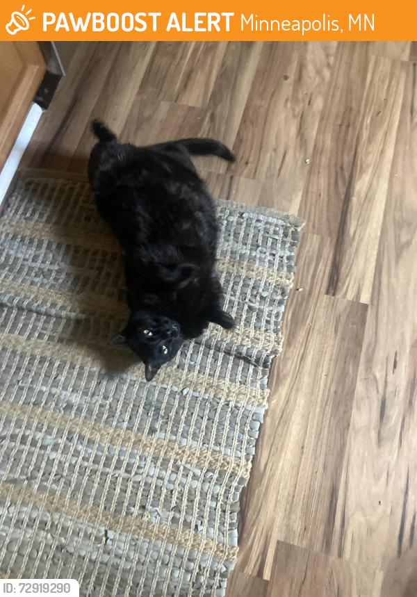 Found/Stray Female Cat last seen DuPont and 27th, Minneapolis, MN 55405