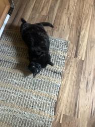 Found/Stray Female Cat last seen DuPont and 27th, Minneapolis, MN 55405