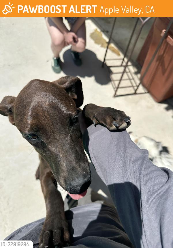 Found/Stray Female Dog last seen Symeron and Mandan , Apple Valley, CA 92307