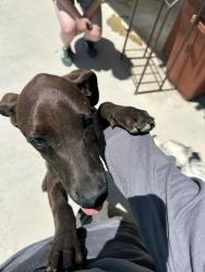 Found/Stray Female Dog last seen Symeron and Mandan , Apple Valley, CA 92307