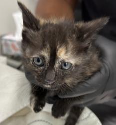 Shelter Stray Female Cat last seen downtown area near 6th ave, San Diego, CA, 92101, San Diego, CA 92110
