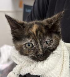 Shelter Stray Female Cat last seen downtown area near 6th ave, San Diego, CA, 92101, San Diego, CA 92110
