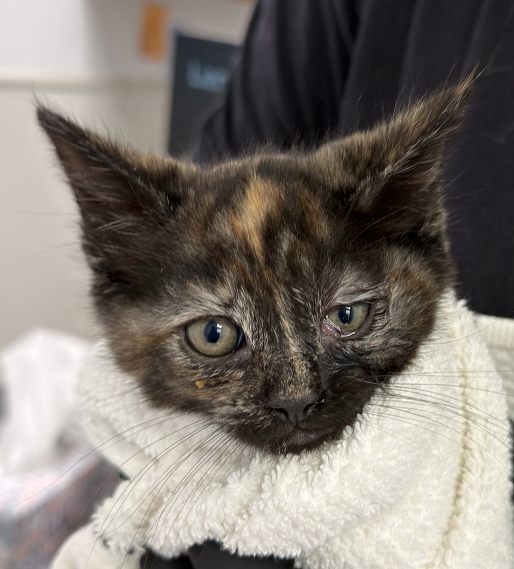 Shelter Stray Female Cat last seen downtown area near 6th ave, San Diego, CA, 92101, San Diego, CA 92110