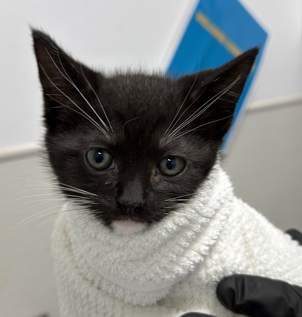 Shelter Stray Male Cat last seen downtown area near 6th ave, San Diego, CA, 92101, San Diego, CA 92110