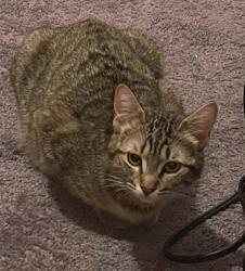 Reunited Female Cat last seen Apple ave, Wrightwood, CA 92397