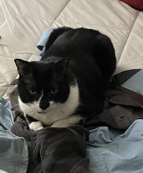 Reunited Female Cat last seen Mineral Springs and Hog Moubtain, Hoschton, GA 30548