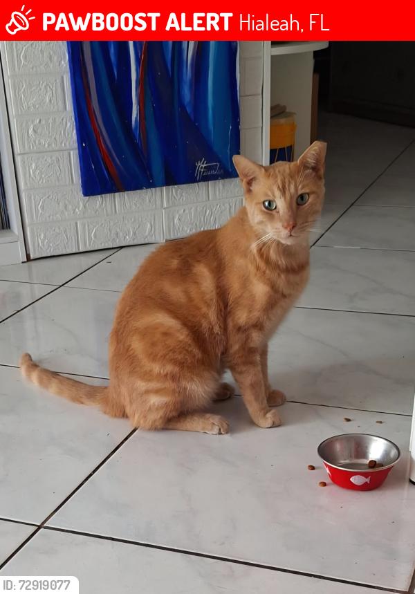 Lost Male Cat last seen Amelia Earhart Soocer field , Hialeah, FL 33014
