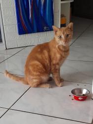 Lost Male Cat last seen Amelia Earhart Soocer field , Hialeah, FL 33014