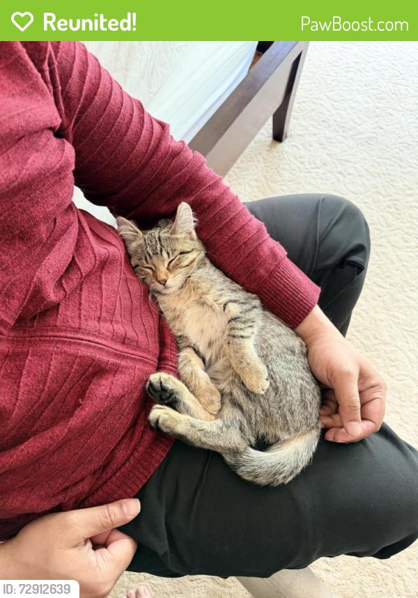 Reunited Female Cat last seen Near Brookshire Ln, New Brighton, MN 55112, USA, New Brighton, MN 55112