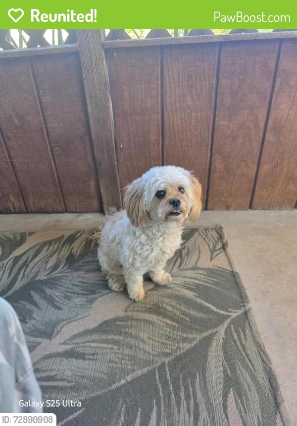Reunited Female Dog last seen Near west mohawk lane phoenix az, Phoenix, AZ 85027