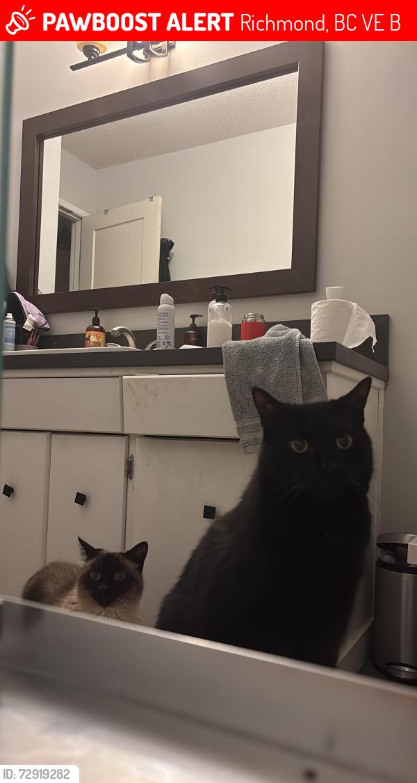 Lost Male Cat last seen Railway and Hollymount, Richmond, BC V7E 2B8