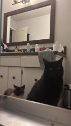 Lost Male Cat last seen Railway and Hollymount, Richmond, BC V7E 2B8