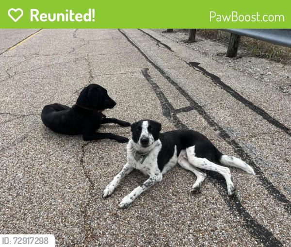 Reunited Male Dog last seen On the Joe Pool dam by Lynn Creek Park, Grand Prairie, TX 75052