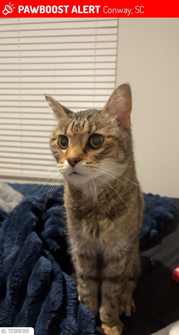 Lost Female Cat last seen Myrtle ridge, Conway, SC 29526
