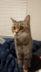 Lost Female Cat last seen Myrtle ridge, Conway, SC 29526