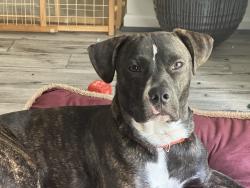 Reunited Male Dog last seen Boulder Run Trail, DeKalb County, GA 30294
