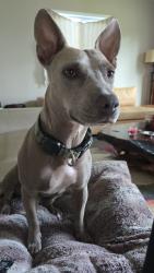 Lost Female Dog last seen Snyder park, Fort Lauderdale, FL 33315