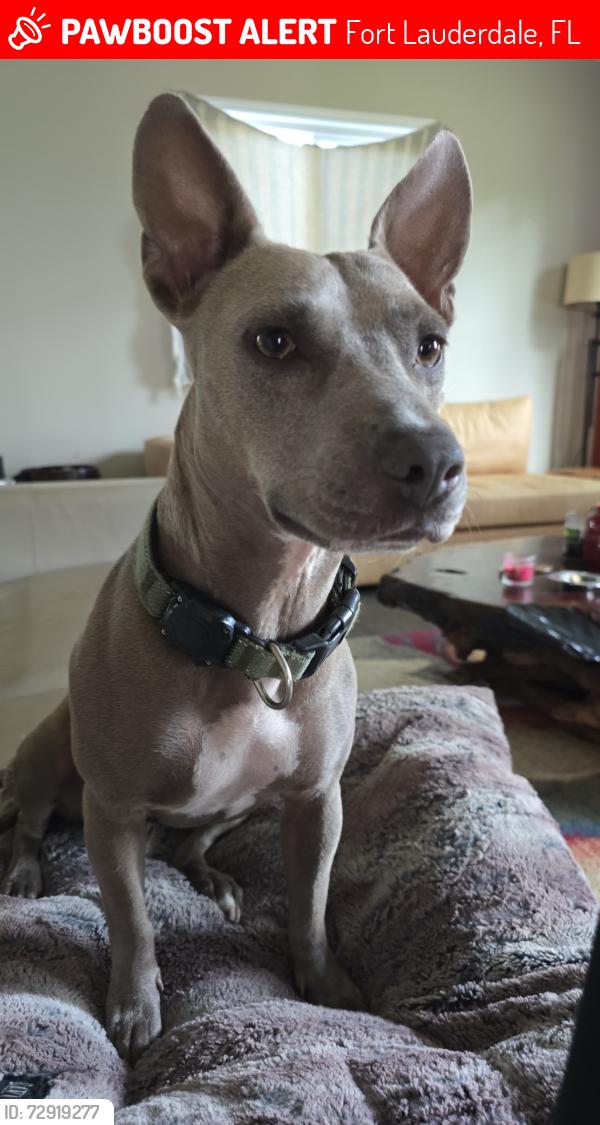 Lost Female Dog last seen Snyder park, Fort Lauderdale, FL 33315